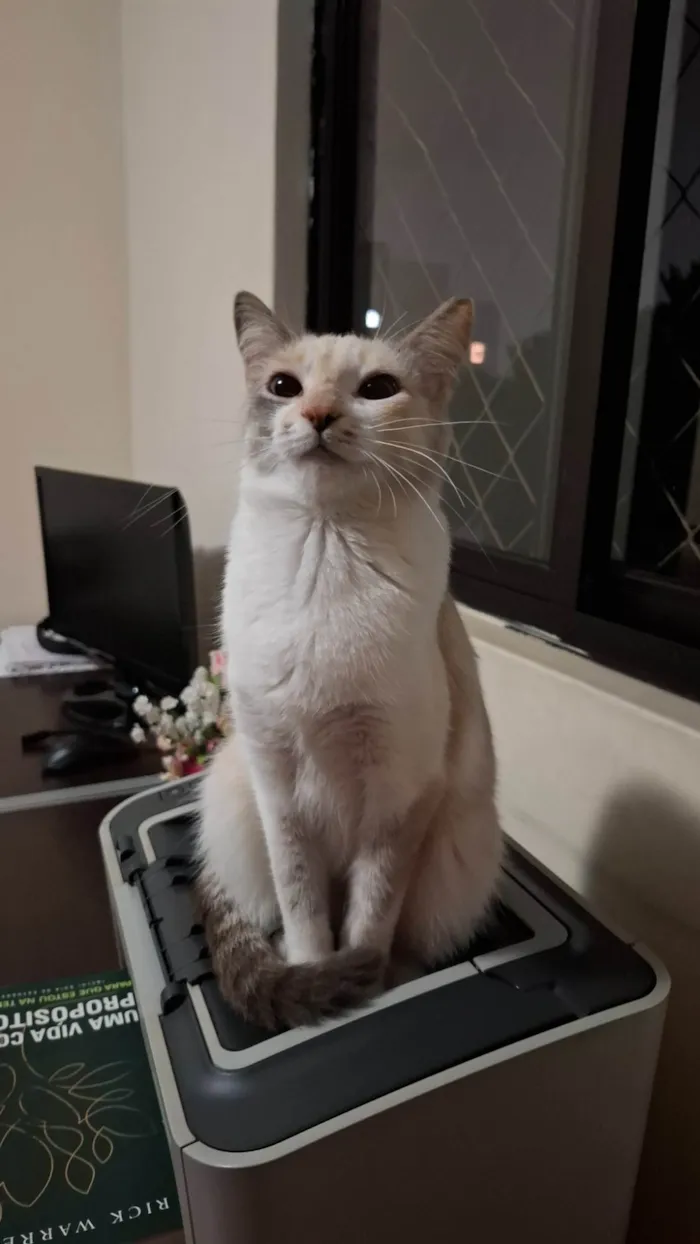 Gato ra a SRD-ViraLata idade 7 a 11 meses nome Mavi