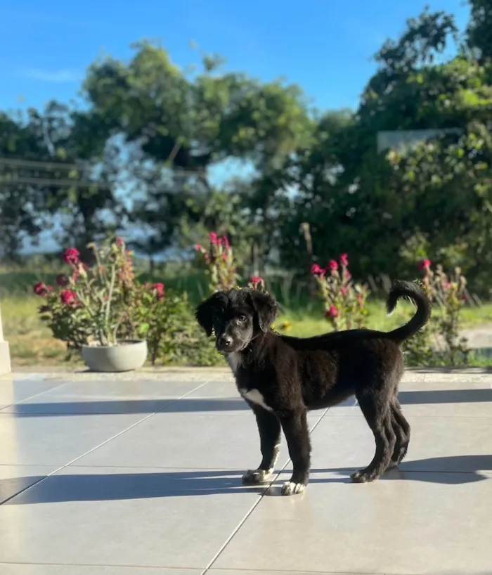 Cachorro ra a SRD-ViraLata idade 2 a 6 meses nome DOMI