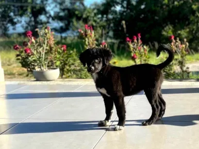 Cachorro raça SRD-ViraLata idade 2 a 6 meses nome DOMI