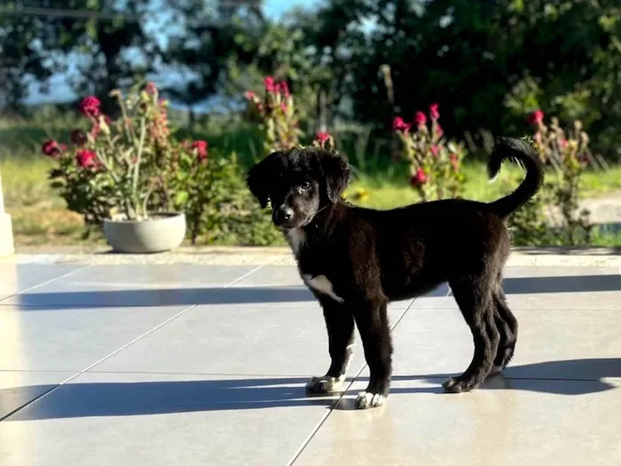 Cachorro ra a SRD-ViraLata idade 2 a 6 meses nome DOMI