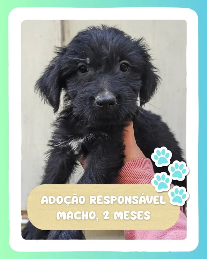 Cachorro ra a SRD-ViraLata idade 2 a 6 meses nome Amoroso