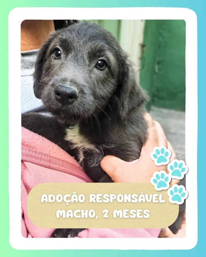 Cachorro ra a SRD-ViraLata idade Abaixo de 2 meses nome Charmoso 