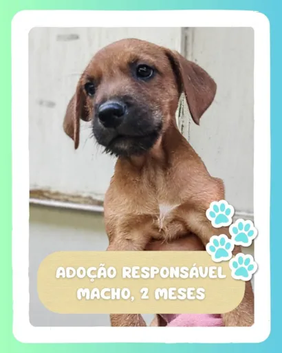 Cachorro raça SRD-ViraLata idade 2 a 6 meses nome Caramelo 