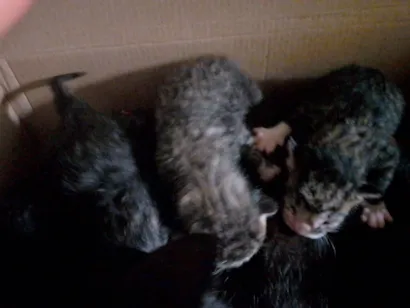 Gato raça SRD-ViraLata idade Abaixo de 2 meses nome Recém nascidos 