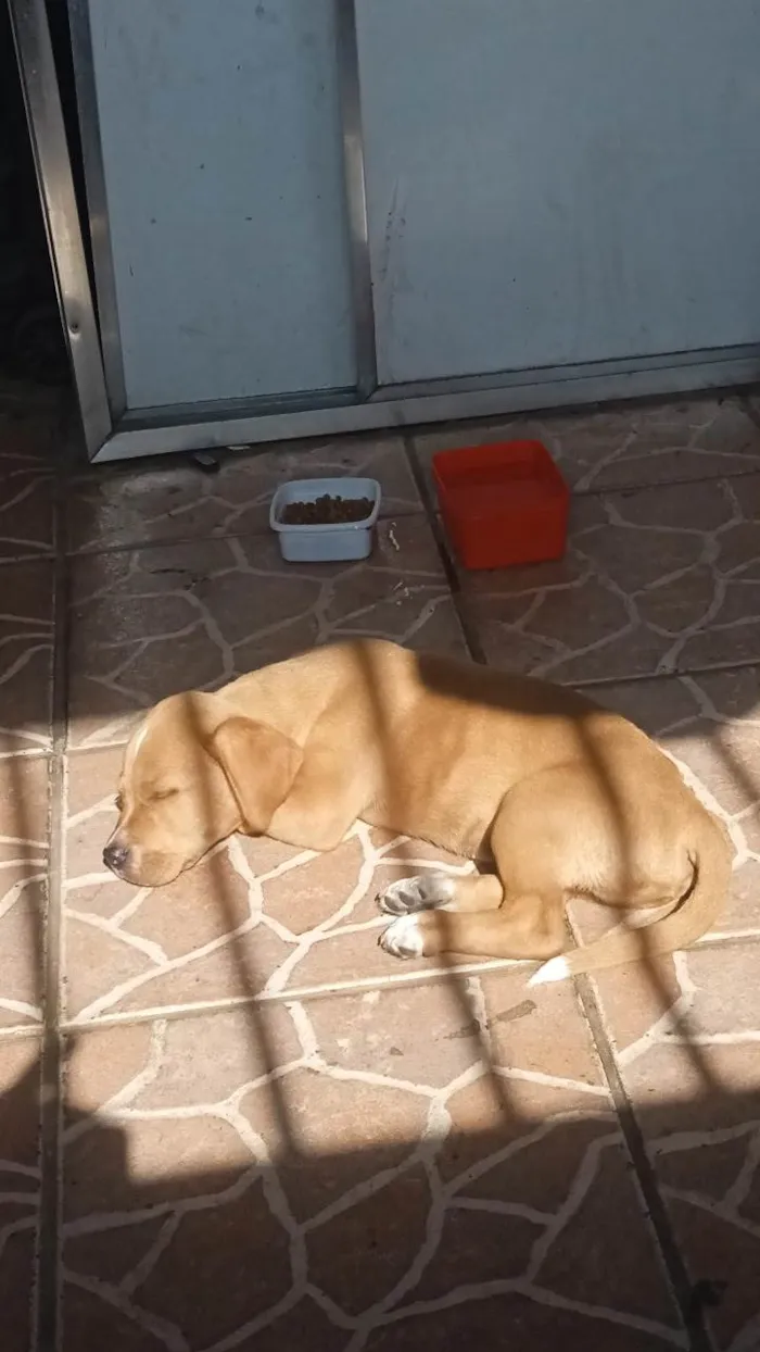 Cachorro ra a SRD-ViraLata idade 2 a 6 meses nome Theo 