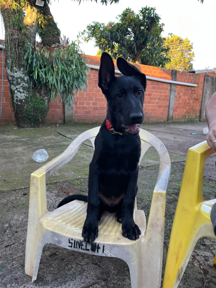 Cachorro ra a Pastor Alemão idade 2 a 6 meses nome Atlas