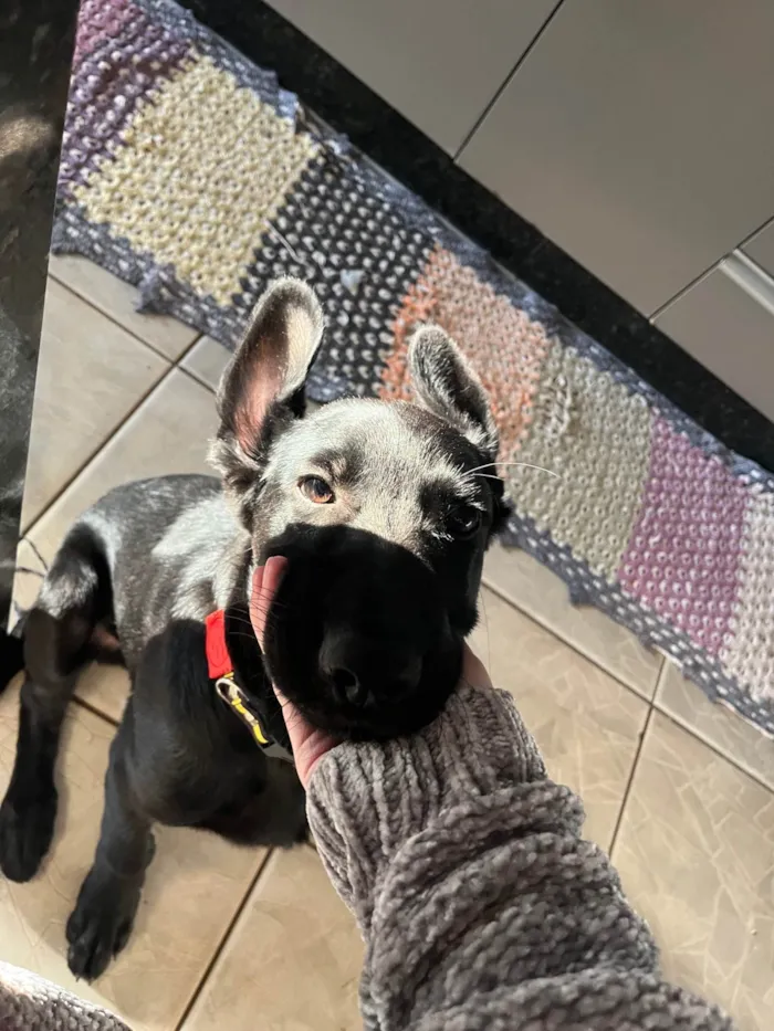 Cachorro ra a Pastor Alemão idade 2 a 6 meses nome Atlas