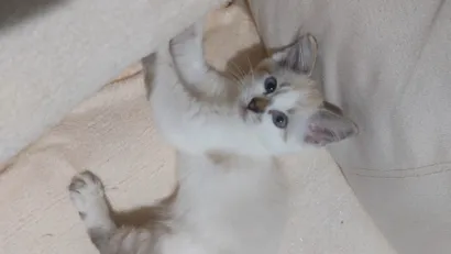 Gato raça SRD-ViraLata idade 2 a 6 meses nome Costelinha