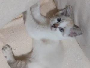 Gato raça SRD-ViraLata idade 2 a 6 meses nome Costelinha