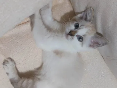 Gato raça SRD-ViraLata idade 2 a 6 meses nome Costelinha