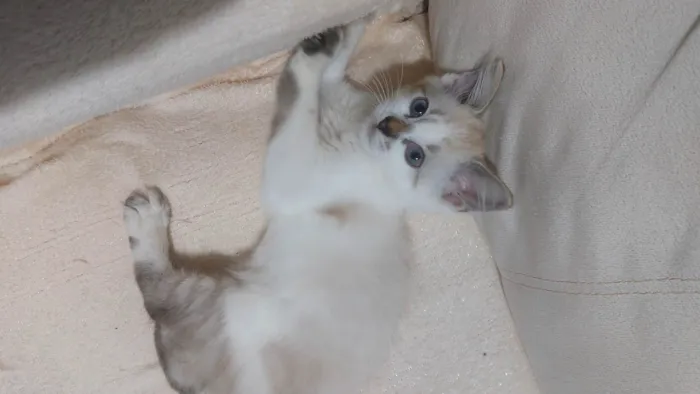 Gato ra a SRD-ViraLata idade 2 a 6 meses nome Costelinha