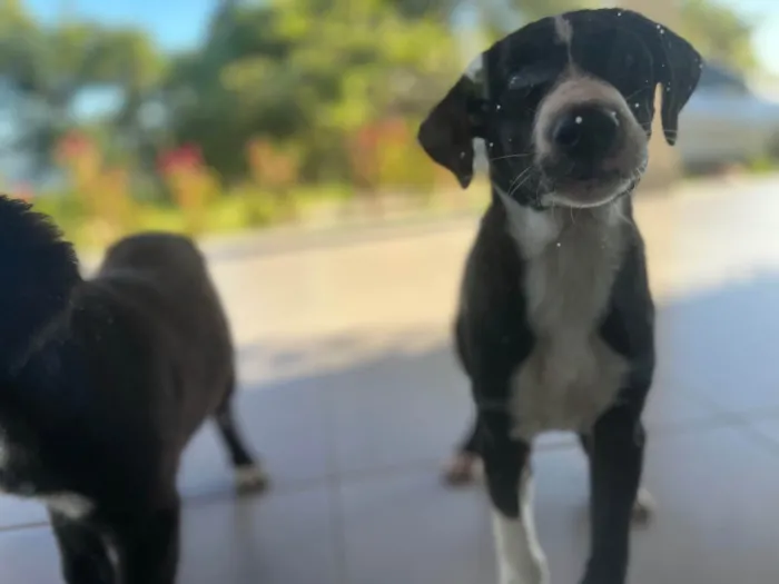 Cachorro ra a SRD-ViraLata idade 2 a 6 meses nome Bento