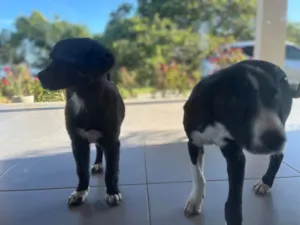 Cachorro raça SRD-ViraLata idade 2 a 6 meses nome Bento