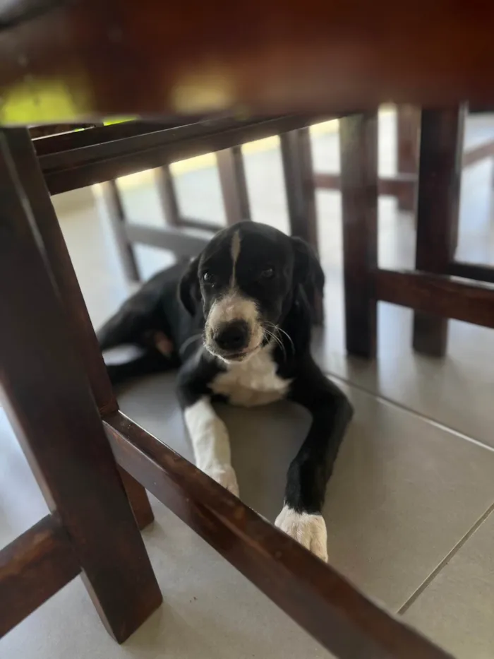 Cachorro ra a SRD-ViraLata idade 2 a 6 meses nome Bento