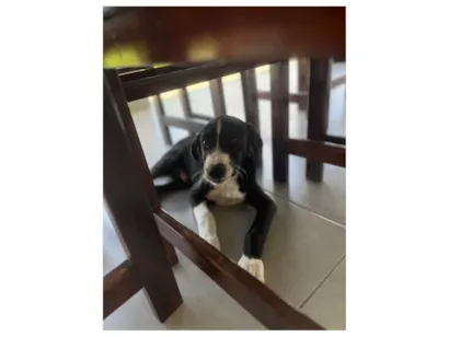 Cachorro raça SRD-ViraLata idade 2 a 6 meses nome Bento