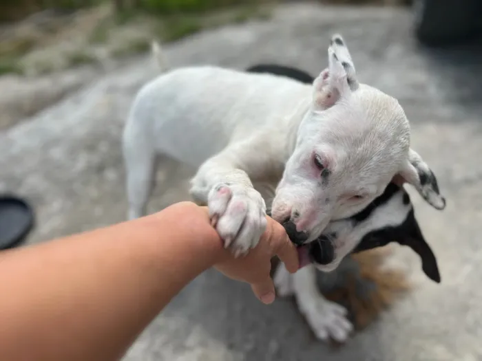 Cachorro ra a SRD-ViraLata idade 2 a 6 meses nome Nega