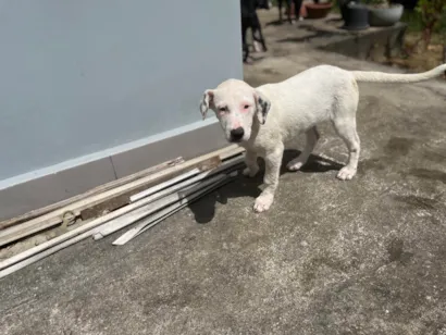 Cachorro raça SRD-ViraLata idade 2 a 6 meses nome Nega