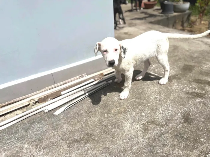 Cachorro ra a SRD-ViraLata idade 2 a 6 meses nome Nega