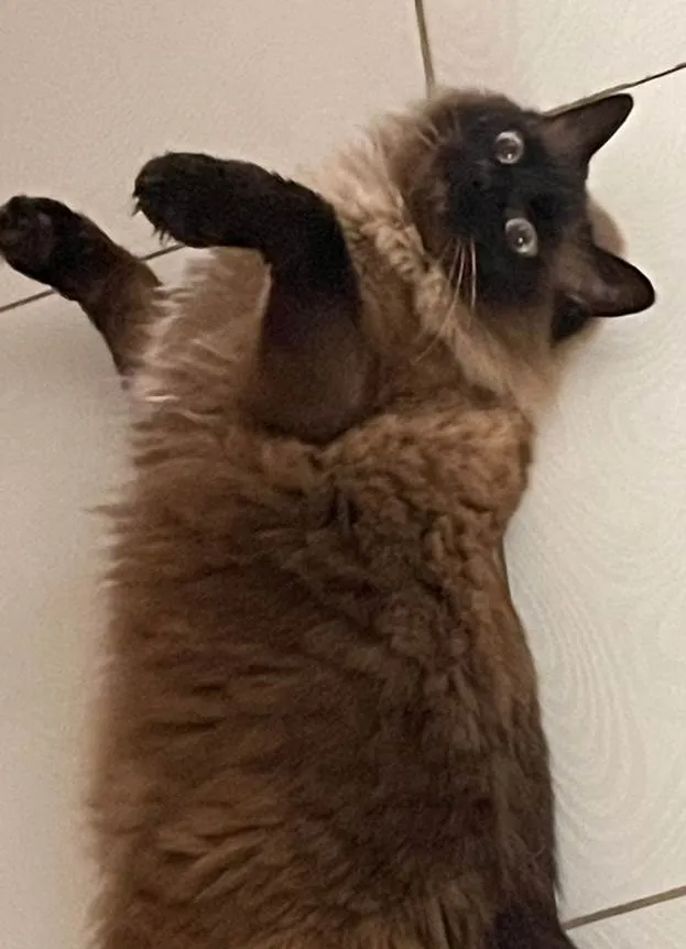 Gato ra a Siamês idade 6 ou mais anos nome Frodo