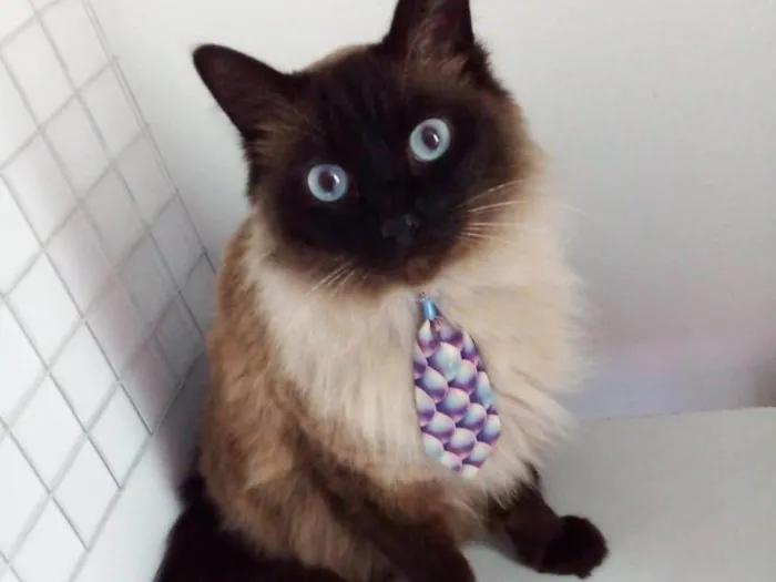 Gato ra a Siamês idade 6 ou mais anos nome Frodo