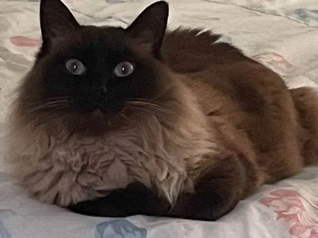 Gato ra a Siamês idade 6 ou mais anos nome Frodo