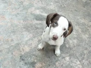 Cachorro raça SRD-ViraLata idade 2 a 6 meses nome Marrom 