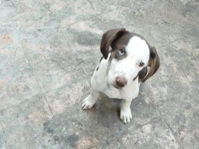 Cachorro raça SRD-ViraLata idade 2 a 6 meses nome Marrom 