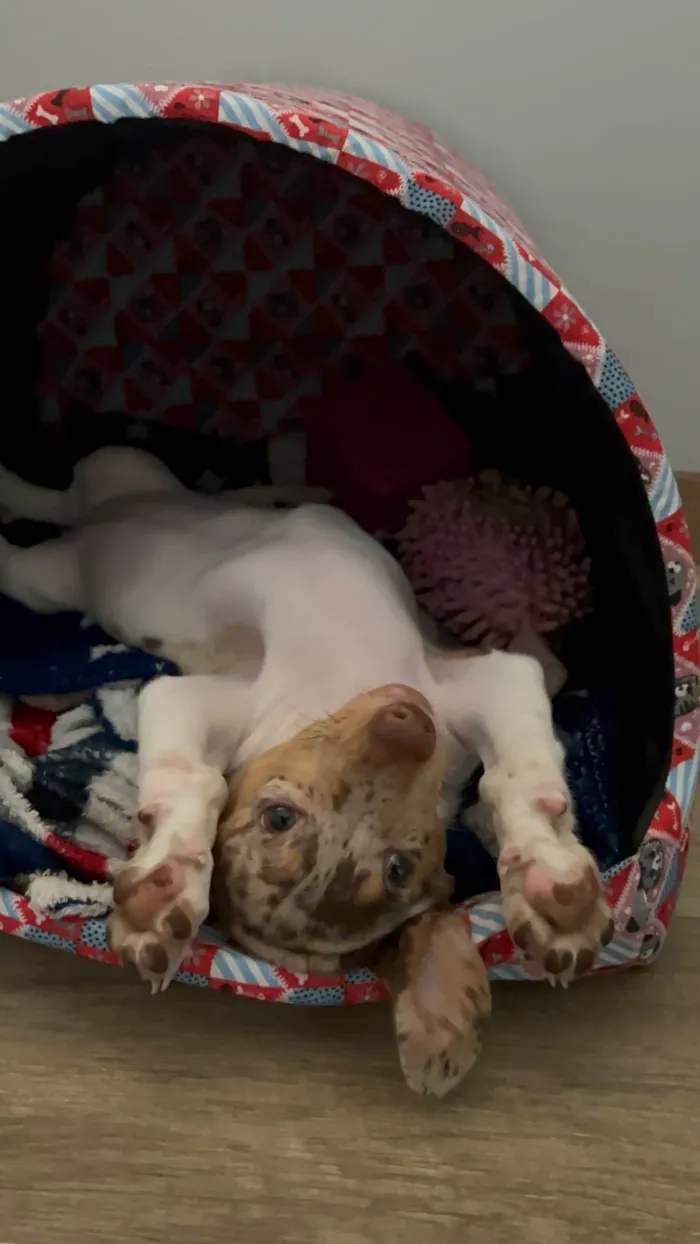 Cachorro raça Shitzu idade 2 a 6 meses nome Daily