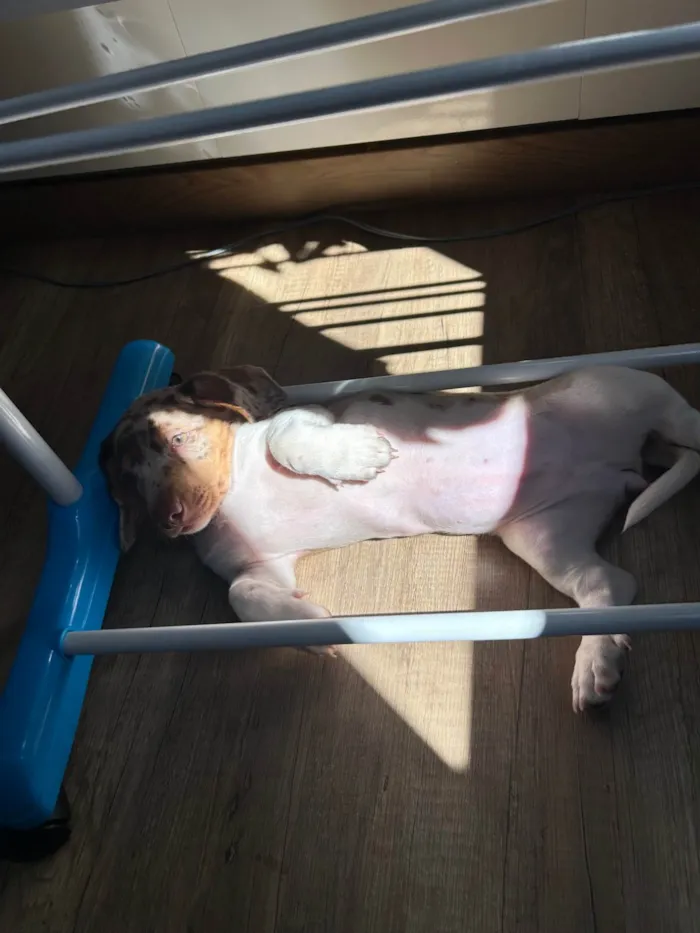 Cachorro raça Shitzu idade 2 a 6 meses nome Daily