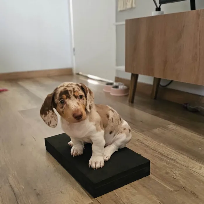 Cachorro raça Shitzu idade 2 a 6 meses nome Daily