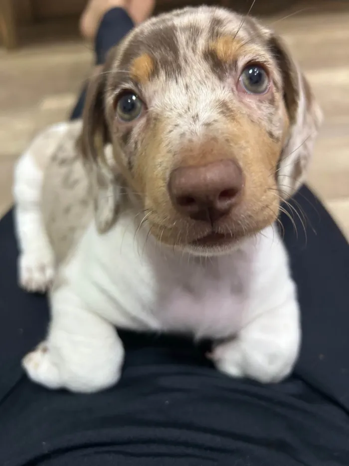 Cachorro raça Shitzu idade 2 a 6 meses nome Daily