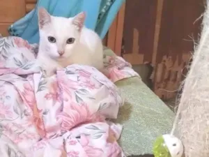 Gato raça SRD-ViraLata idade 1 ano nome Juju