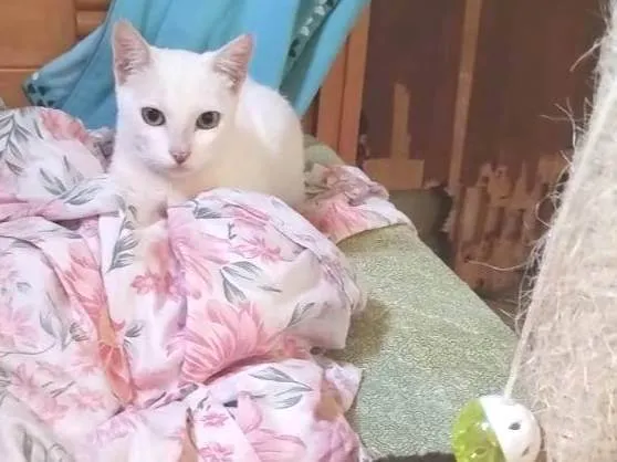 Gato ra a SRD-ViraLata idade 1 ano nome Juju