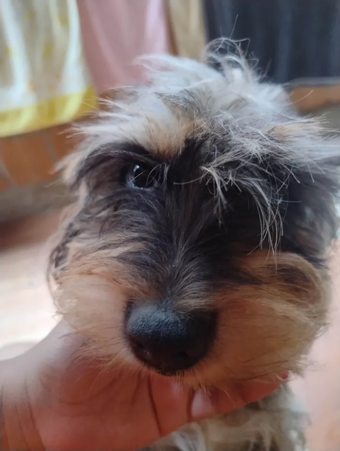 Cachorro ra a SRD-ViraLata idade 6 ou mais anos nome Suzy