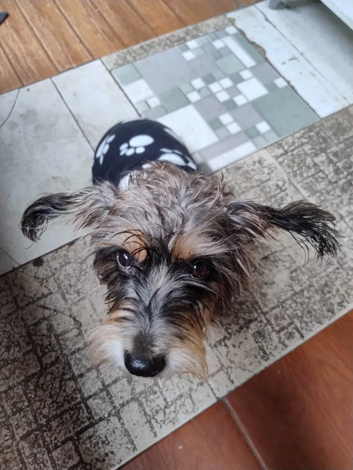 Cachorro ra a SRD-ViraLata idade 6 ou mais anos nome Suzy