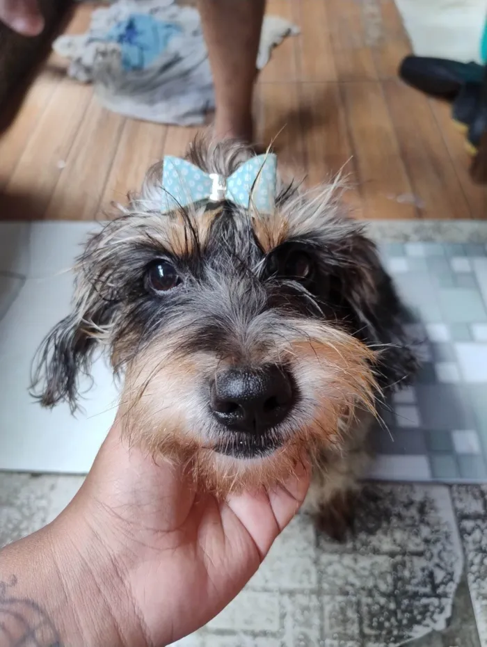 Cachorro ra a SRD-ViraLata idade 6 ou mais anos nome Suzy