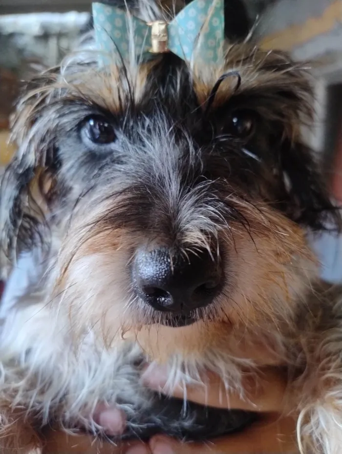 Cachorro ra a SRD-ViraLata idade 6 ou mais anos nome Suzy