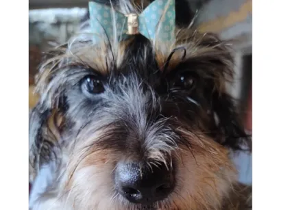 Cachorro raça SRD-ViraLata idade 6 ou mais anos nome Suzy