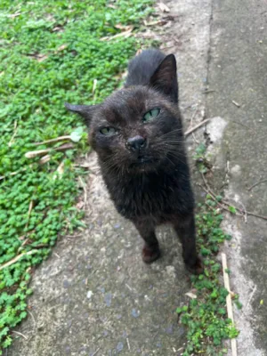 Gato raça SRD-ViraLata idade 5 anos nome Preto