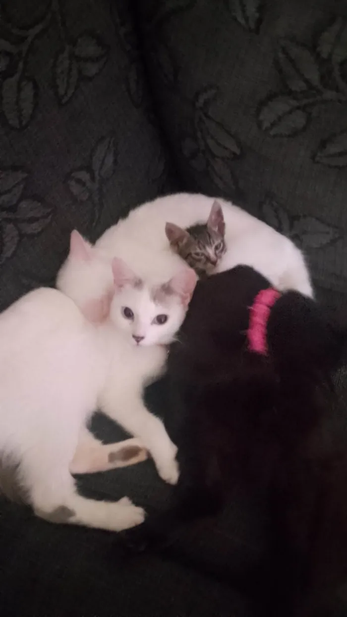 Gato ra a SRD-ViraLata idade 2 a 6 meses nome Thaís Nunes Braga 