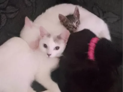 Gato raça SRD-ViraLata idade 2 a 6 meses nome Thaís Nunes Braga 