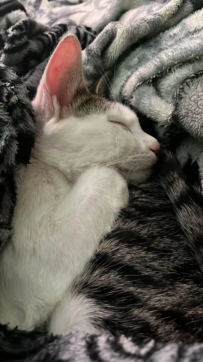 Gato ra a SRD-ViraLata idade 1 ano nome Lian