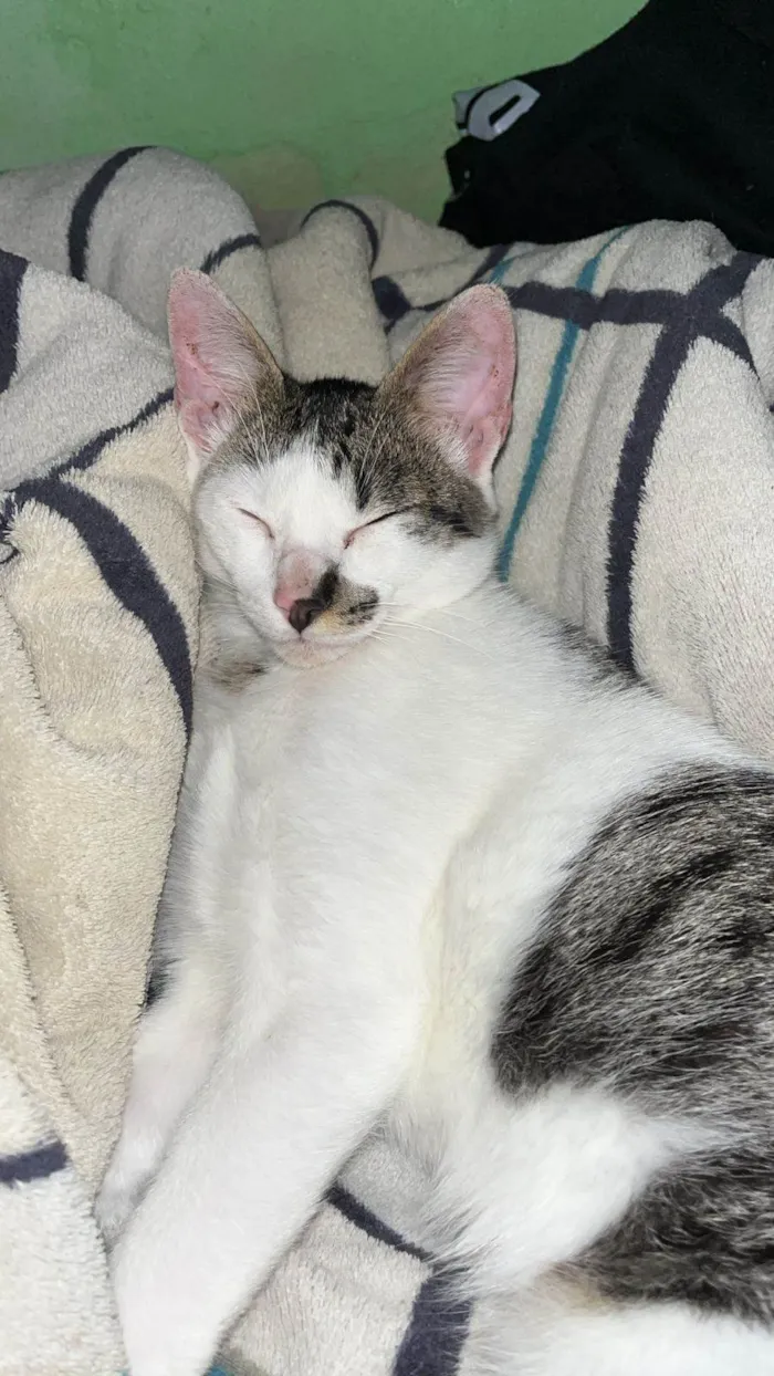 Gato ra a SRD-ViraLata idade 1 ano nome Lian