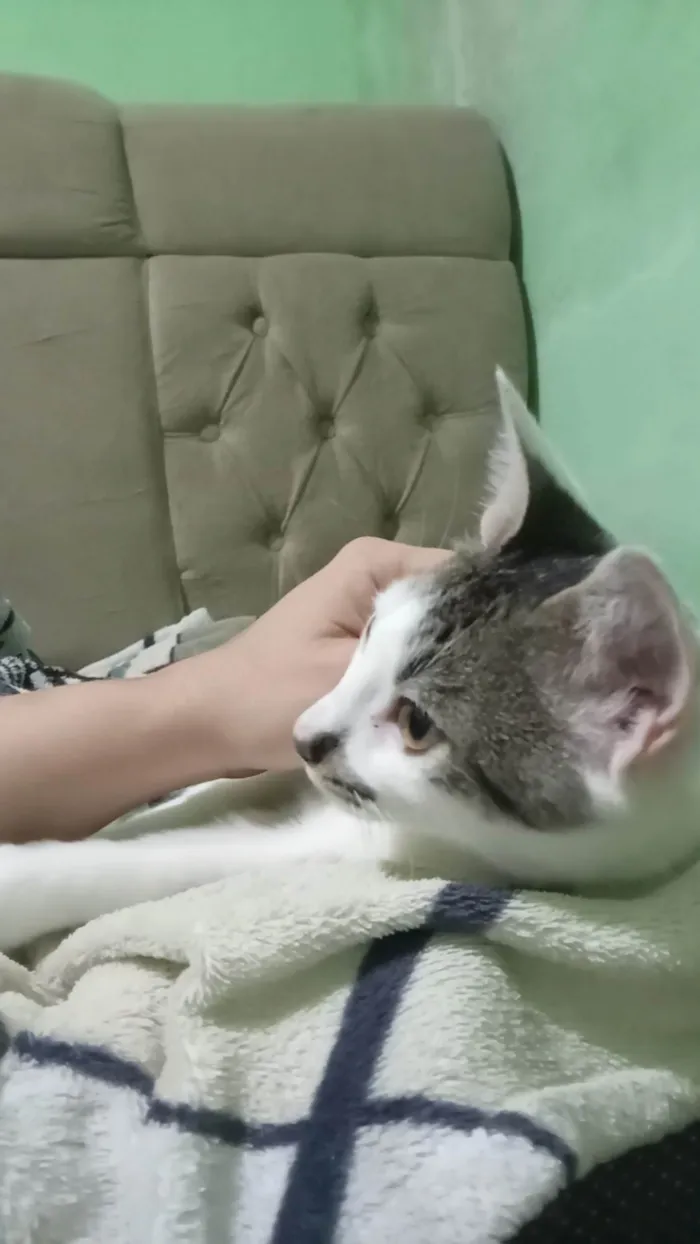 Gato ra a SRD-ViraLata idade 1 ano nome Lian