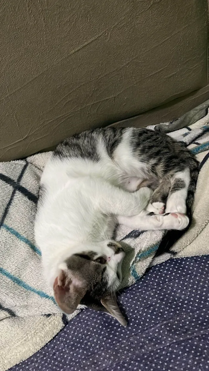 Gato ra a SRD-ViraLata idade 1 ano nome Lian