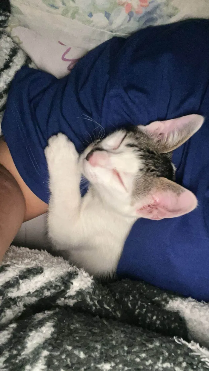 Gato ra a SRD-ViraLata idade 1 ano nome Lian