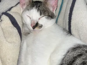 Gato raça SRD-ViraLata idade 1 ano nome Lian