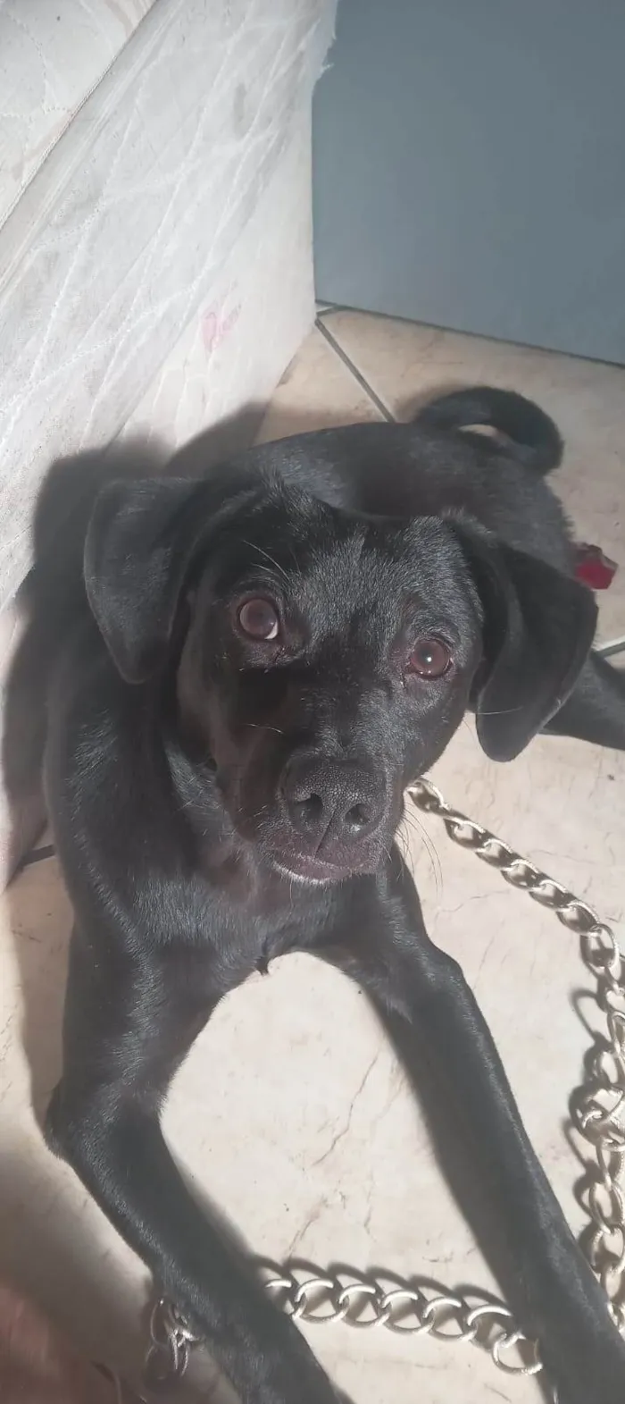 Cachorro ra a SRD-ViraLata idade 2 a 6 meses nome Nega/Neguinha