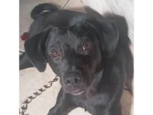 Cachorro raça SRD-ViraLata idade 2 a 6 meses nome Nega/Neguinha