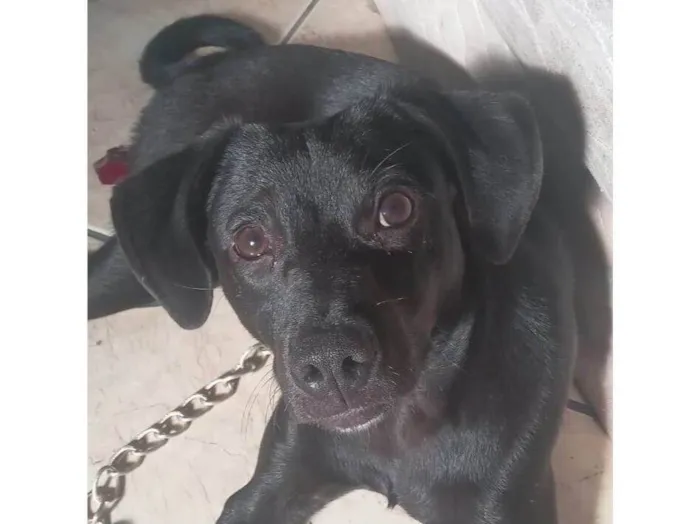 Cachorro ra a SRD-ViraLata idade 2 a 6 meses nome Nega/Neguinha